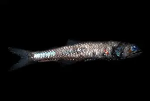 Trench Prints: Lampfish