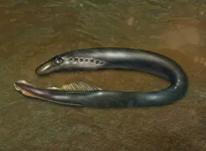 Fish Prints: Lamprey Eel, Illustration