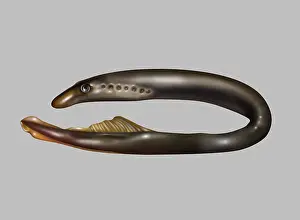 Fish Prints: Lamprey Eel, Illustration