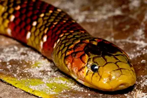 Dangerous Prints: Langsdorf's Coralsnake