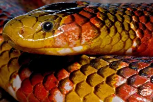 Dangerous Prints: Langsdorf's Coralsnake