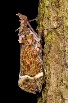Night Prints: Lantern Fly