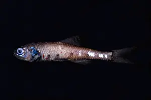 Lantern Prints: Lanternfish