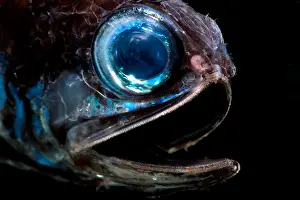 Lanternfish (Bolinichthys supralateralis)
