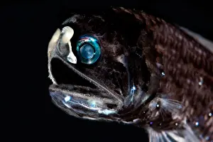 Lanternfishes Prints: Lanternfish (Diaphus lucidus)