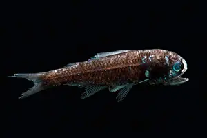Bathypelagic Prints: Lanternfish (Diaphus lucidus)
