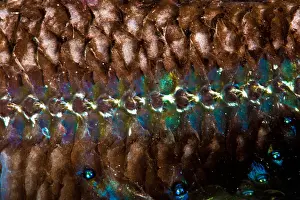 Scales Prints: Lanternfish (Diaphus rafinesquii)