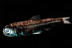 Lanternfish (Diaphus rafinesquii)