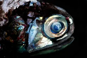Lanternfish (Diaphus rafinesquii)