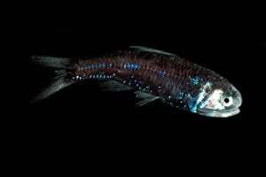 Mexico Prints: Lanternfish (Lobianchia gemellarii)