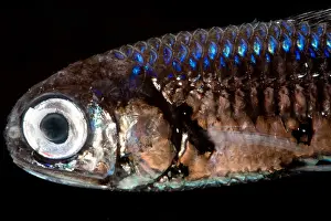 Lanternfishes Prints: Lanternfish (Myctophum asperum)