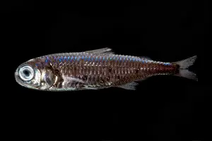 Lanternfishes Prints: Lanternfish (Myctophum asperum)