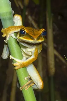 Hylid Prints: Large Arboreal Hylid Frog