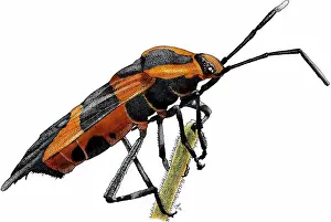 Insect Prints: Large milkweed bug
