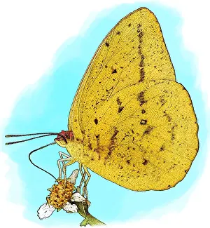 Orange Prints: Large Orange Sulphur