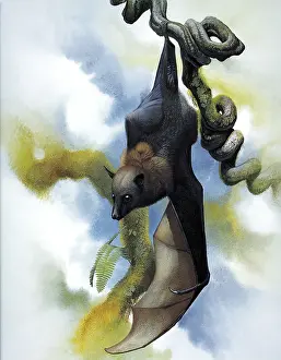 Bats Prints: Large Palau Flying-Fox