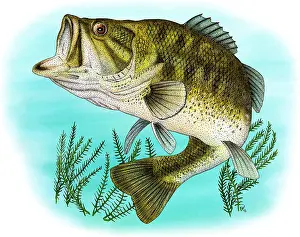 Sport Prints: Largemouth Bass