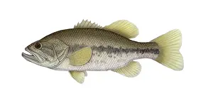 Bass Prints: Largemouth Bass