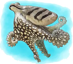 Octopodes Prints: Larger Pacific Striped Octopus, Illustration