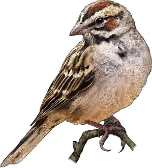 Passerine Prints: Lark Sparrow, Illustration