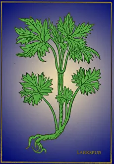Toxic Prints: Larkspur, Alchemy Plant