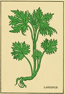 Toxic Prints: Larkspur, Alchemy Plant