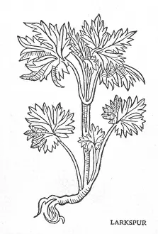 Horticulture Prints: Larkspur, Alchemy Plant