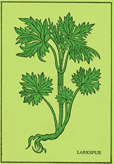 Plantae Prints: Larkspur, Alchemy Plant
