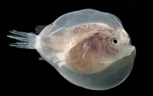 Fish Prints: Larval Anglerfish