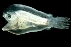 Stage Prints: Larval Anglerfish