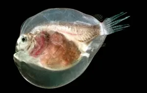 Transparent Prints: Larval Anglerfish