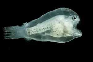 Immature Prints: Larval Anglerfish