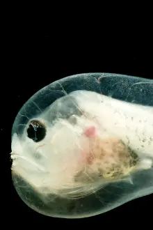 Linophrynidae Prints: Larval anglerfish, Linophrynidae