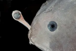 Larvae Prints: Larval anglerfishes, Linophrynidae