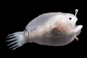 Stage Prints: Larval anglerfishes, Linophrynidae