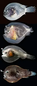 Fish Prints: Larval anglerfishes stages