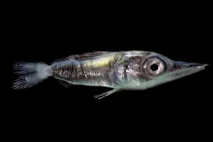Weed Prints: Larval Billfish