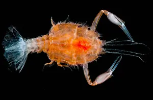 Floor Prints: Larval Blind Lobster