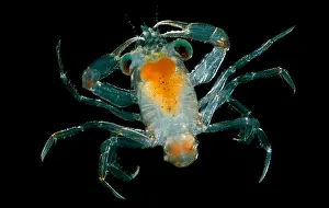 Community Prints: Larval Crab