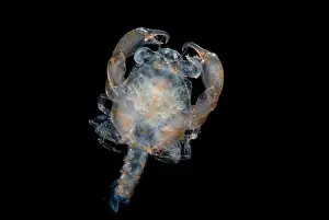 Larvae Prints: Larval Crab
