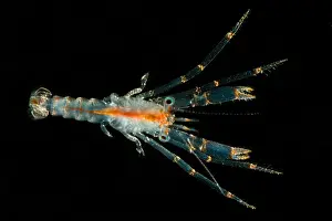 Stage Prints: Larval Crustacean