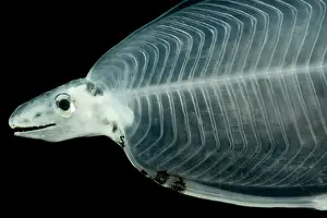 Creature Prints: Larval Eel