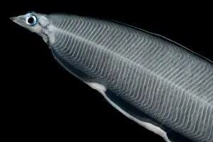 Creature Prints: Larval Eel