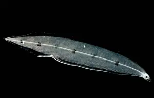 Creature Prints: Larval Eel