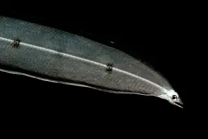 Creature Prints: Larval Eel