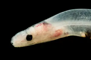 Form Prints: Larval Eel (Acromycter cf perturbator)