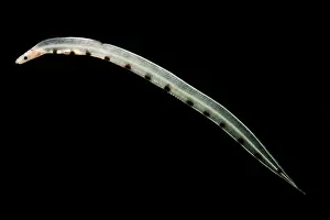 Arthropod Prints: Larval Eel (Acromycter cf perturbator)