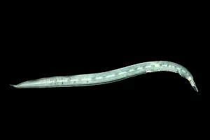 Form Prints: Larval Eel (Faciollela sp.)