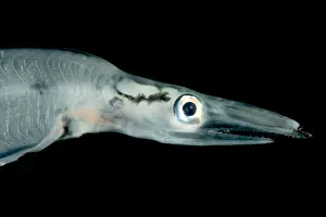 Form Prints: Larval Eel (Faciollela sp.)