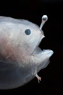 Linophrynidae Prints: Larval female anglerfish, Linophrynidae